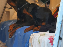 Male Rottweiler puppy