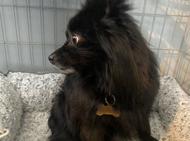 Small Pomeranian