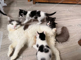 3 of 5 beautiful kittens remaining, ready to go now