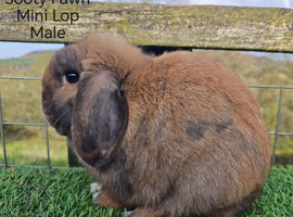 Various Adult Mini Lop Rabbits