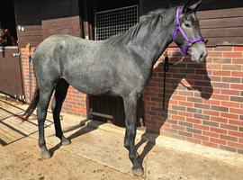 Very pretty 2yr Irish Sports Horse Filly