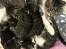 Beautiful Tabby Kittens for sale