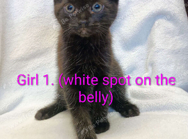 Beautiful Ragdoll mix kittens looking for a new home!!