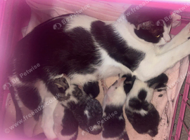 3 gorgeous Maine coon x oriental babies left