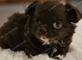 KC long coat chihuahuas