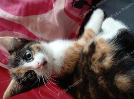 6 beautiful kittens for sale 4 girls 2 boys