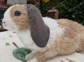 Two beautiful mini plush lops
