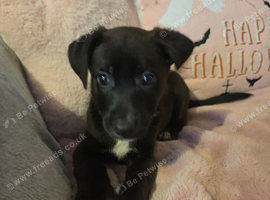 Germanshepard x staffy puppies (Ready)