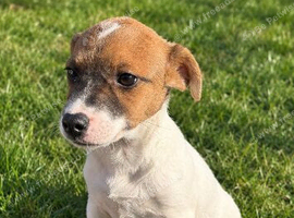 Miniature jack russelll