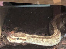 Female enchi fire het pied royal python