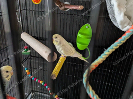 BUDGIES