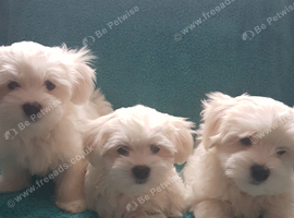 Adorable Maltese Puppies