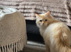 Flame point ragdoll