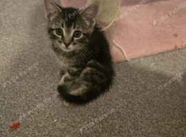 Male and female Bengal X kittens
