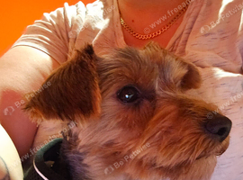 Yorkshire terrier