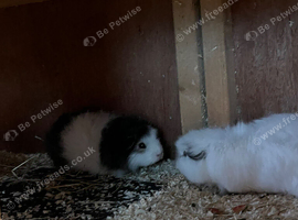 3 Swiss sows for sale
