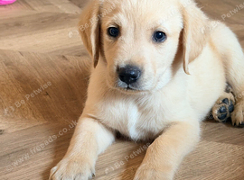 Stunning Goldador Puppies 3 girls left