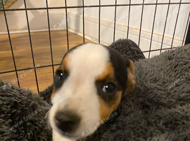 Miniature Jack Russell male pup