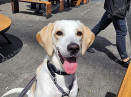 Rehoming my beagle cross harrier
