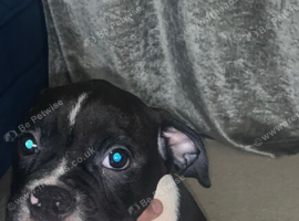 Olde English bulldog puppys available now