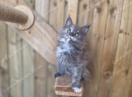 Beautiful Maine Coon Kittens