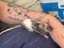 Fancy Mice Females Wanted