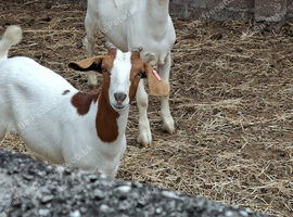 Saan/boer nanny with 2 wether kids.