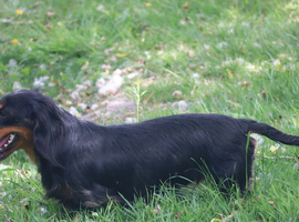 SSTC Long haired miniature dachshund