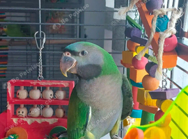 Tame baby Derbyan Parrot