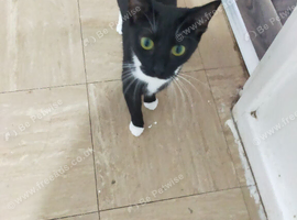 11 month old tuxedo cat for rehome