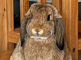 WAITING LIST * beautiful mini lops due.
