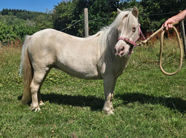 Stunning shetland mare