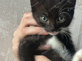11 week old kitten for free