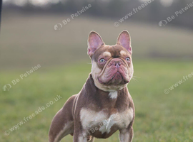 Rojo and tan French bulldog