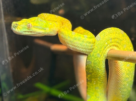 Green tree python STUNNING