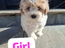 Shichon puppies