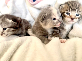 Adorable Kittens Looking for Their Forever Homes