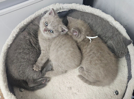 Full British shorthair kittens