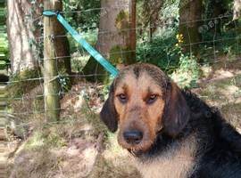 Angus the Mink Hound for stud