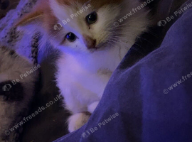 Beautiful litter of kittens
