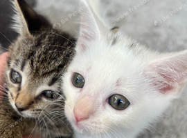 Two kittens left
