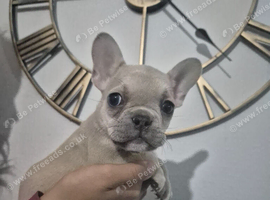 French bulldog