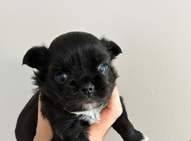 KC LONG COAT CHIHUAHUA