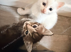 Beautiful Kittens ready to find their new home