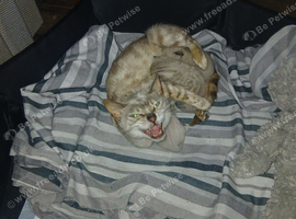 4female bengals looking for loving homes