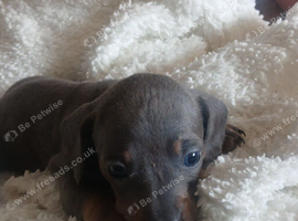 Three beautiful mini dachshounds