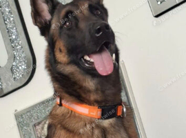Malinois he is a lovely dog but unfortunately I dont have the time he loves cuddles and walks and his toys