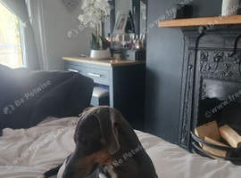 Miniature dashound rehome