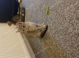 Two kittens must go together