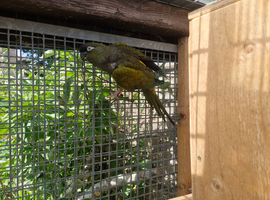 Patagonion